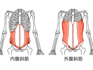 外腹斜筋と内腹斜筋のイラスト