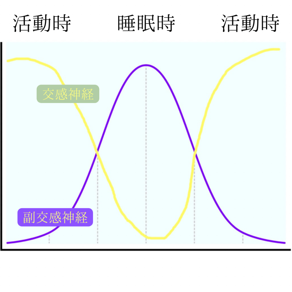 睡眠時の自律神経のグラフ